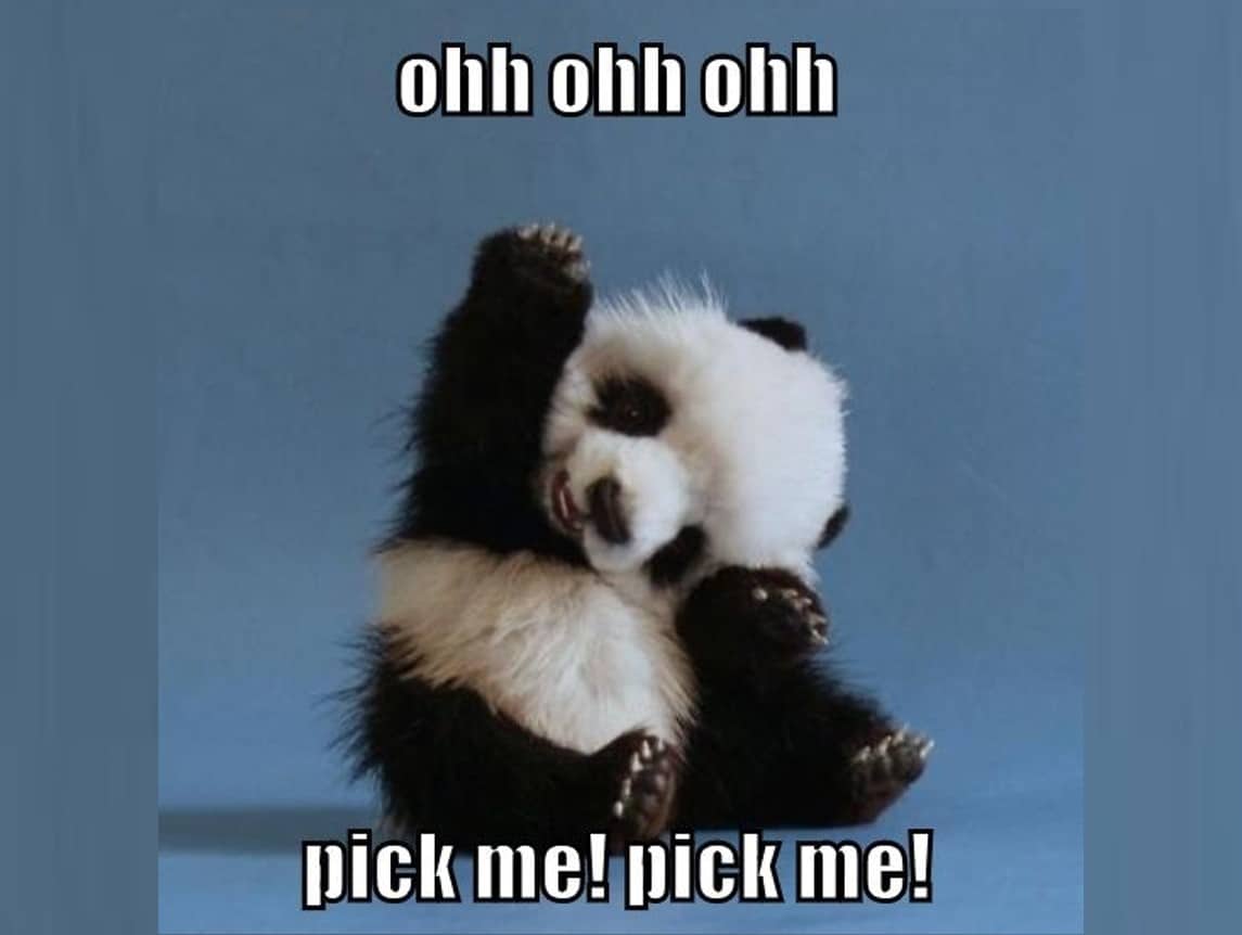 baby panda saying pick me